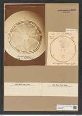 Actinoptychus hexagonus Grun. (de-Toni-Nr.: Genus 227, Species 5609) Zeichnungen Sammlung Grunow Nr. 9497 (NHMW-BOT-W0379478)